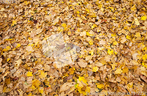 Image of dull maple leaves falling to the ground