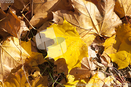 Image of fallen maple leaf