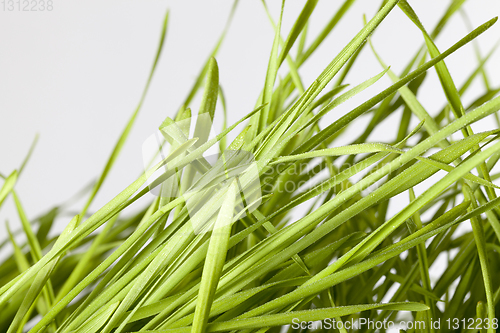 Image of Young sprouts of wheat