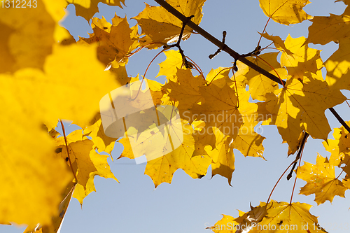 Image of maple foliage