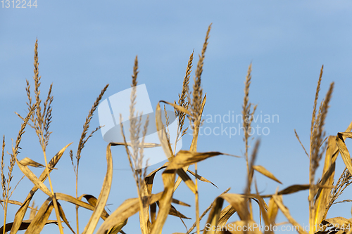 Image of autumn corn field