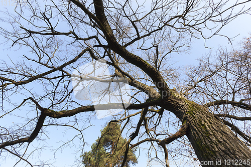 Image of tall old trees