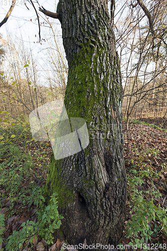 Image of tall old trees