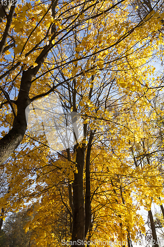 Image of Mixed forest , fall foliage