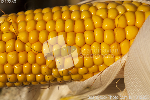 Image of corn grain