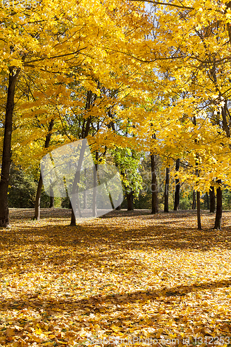 Image of Mixed forest , fall foliage