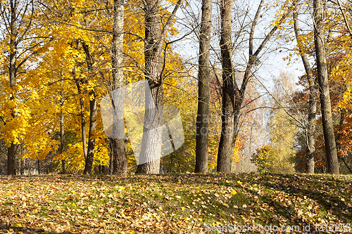 Image of fallen leaf maple