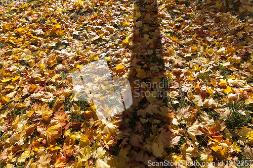 Image of shade tree