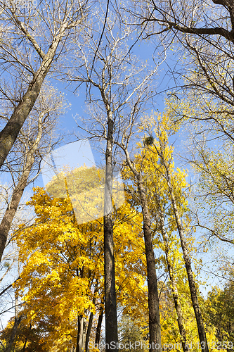 Image of trees in the autumn season