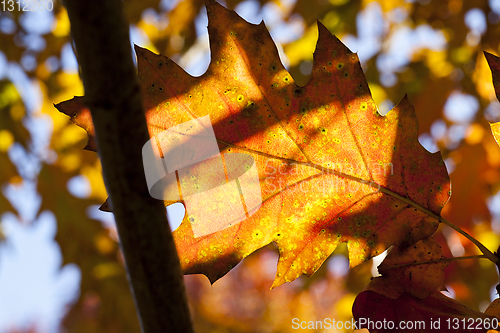 Image of leaves of an oak