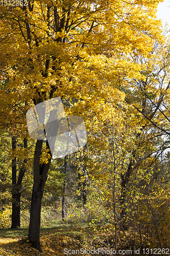 Image of Mixed forest , fall foliage