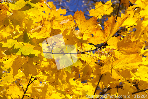 Image of maple foliage