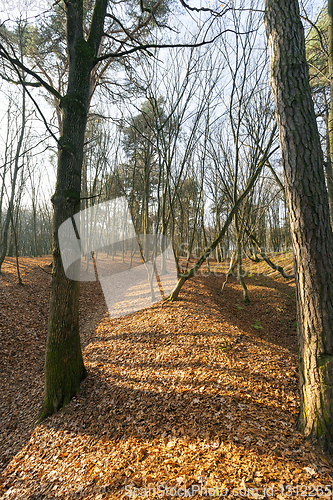 Image of Autumn trees