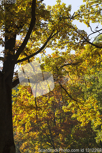 Image of forest autumn oak