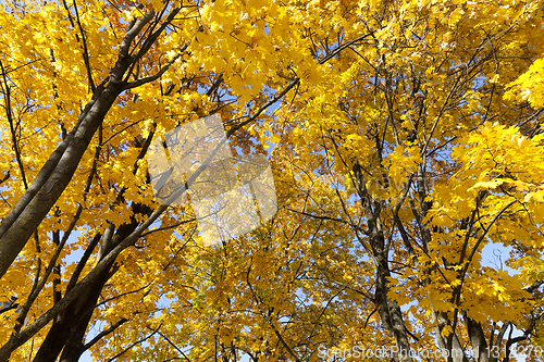 Image of forest tree autumn