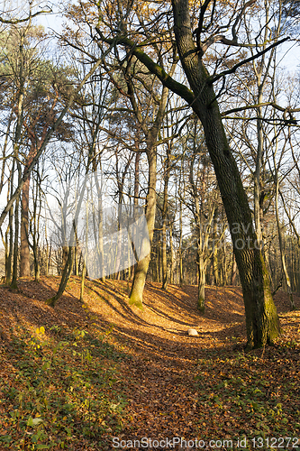 Image of Autumn trees