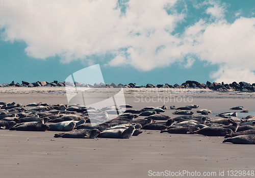 Image of Young atlantic Harbor seal, Helgoland Germany