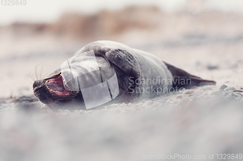 Image of Young atlantic Harbor seal, Helgoland Germany