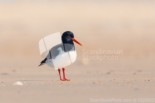 Image of bird Eurasian oystercatcher, Haematopus ostralegus