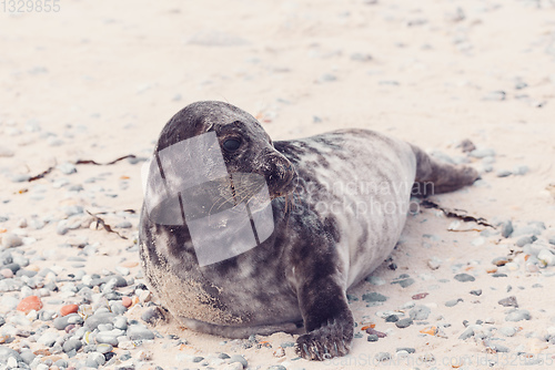 Image of Young atlantic Harbor seal, Helgoland Germany