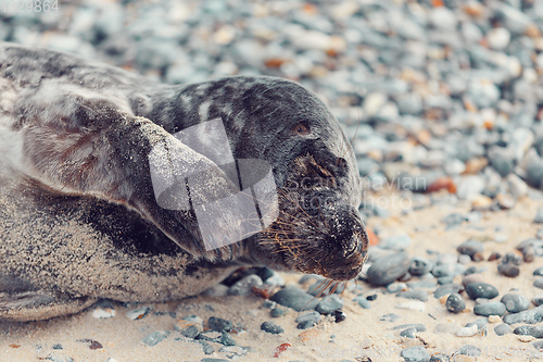 Image of Young atlantic Harbor seal, Helgoland Germany