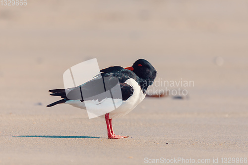 Image of bird Eurasian oystercatcher, Haematopus ostralegus