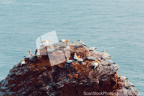 Image of northern gannet sitting on the nest