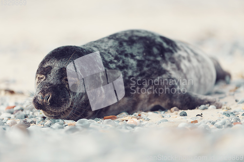 Image of Young atlantic Harbor seal, Helgoland Germany