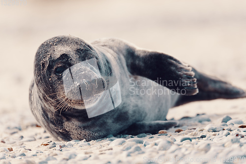 Image of Young atlantic Harbor seal, Helgoland Germany