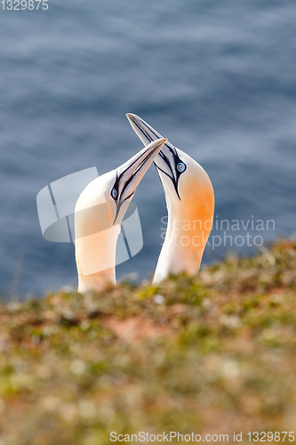 Image of northern gannet, Helgoland Germany