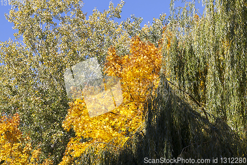 Image of orange maple willow