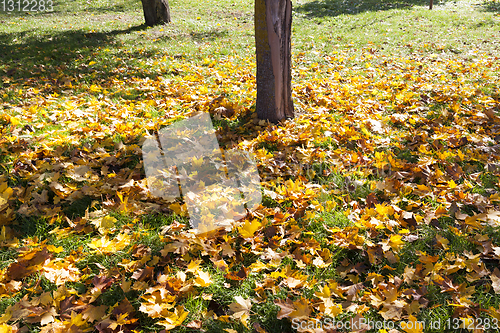 Image of tree trunk in autumn