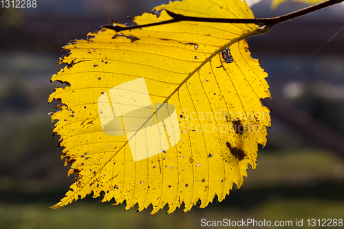 Image of Yellow leaf