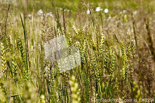 Image of Green wheat