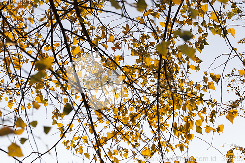 Image of Orange birch