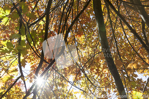 Image of forest autumn