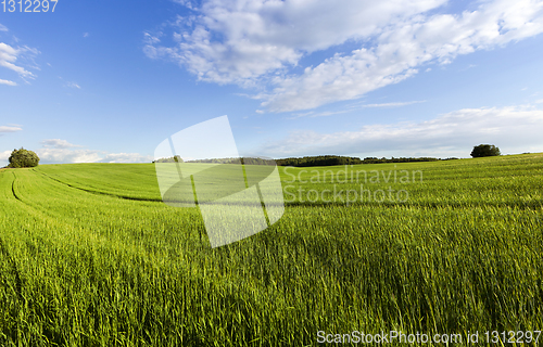 Image of Landscape field