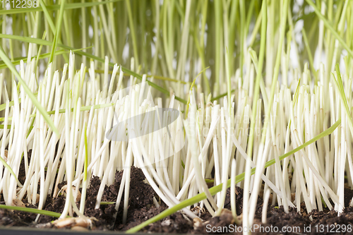 Image of cut green grass