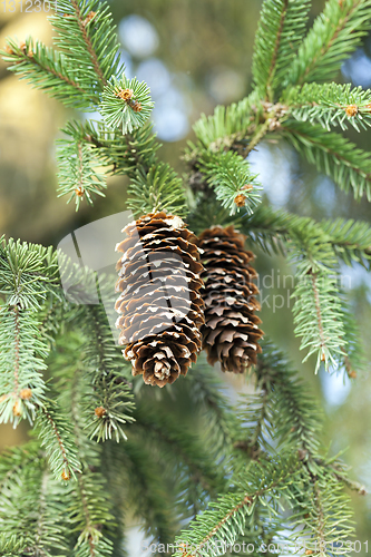 Image of pine cone