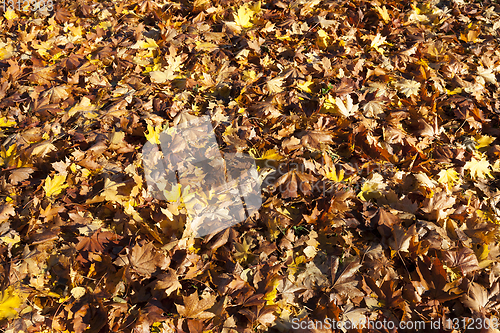 Image of soil foliage