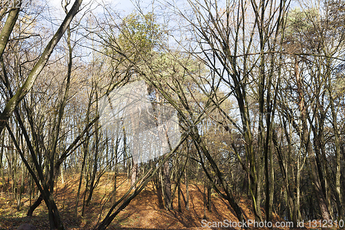 Image of Bare trees