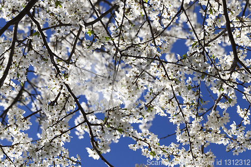 Image of White blooming tree