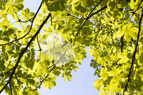 Image of Green young tree