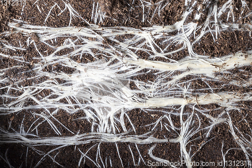 Image of White roots of plants