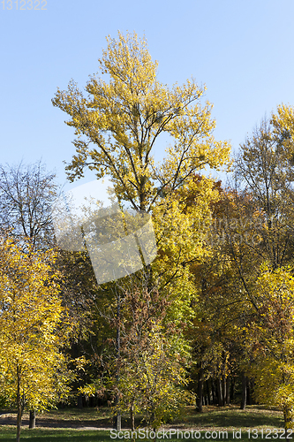 Image of Mixed territory of the forest