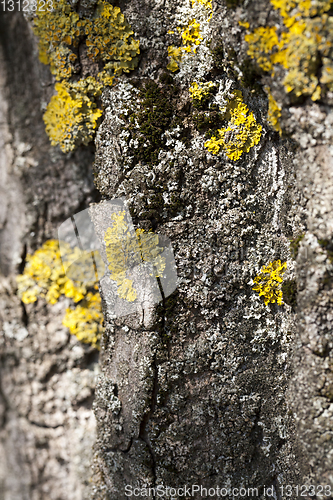 Image of Moss lichen bark