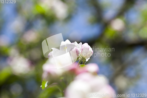 Image of Spring apple tree