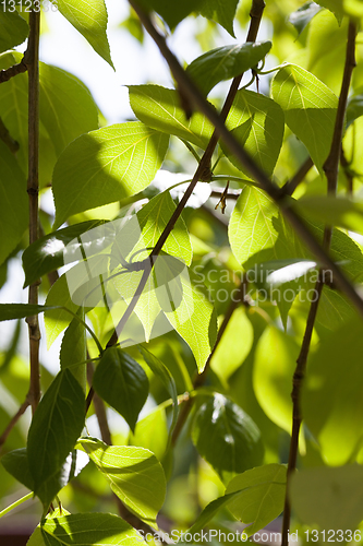 Image of Young green foliage