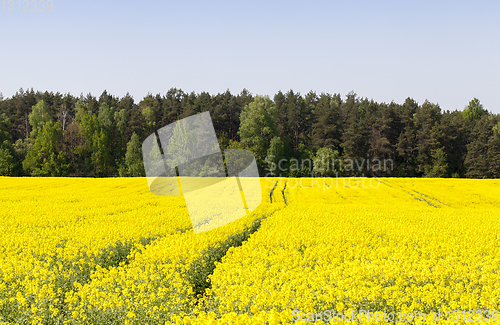 Image of canola yellow field