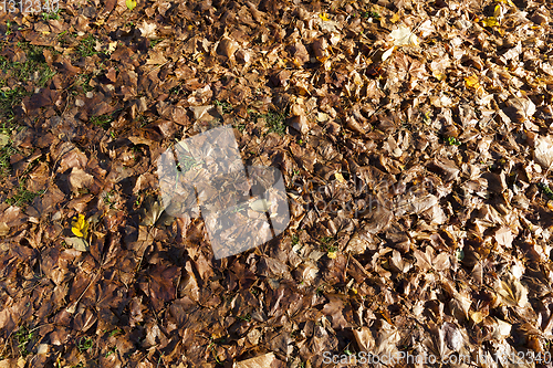 Image of Brown rotten leaves